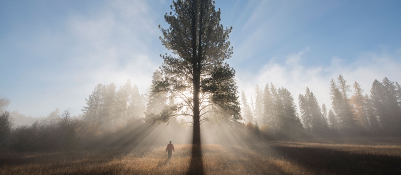 montana-forest